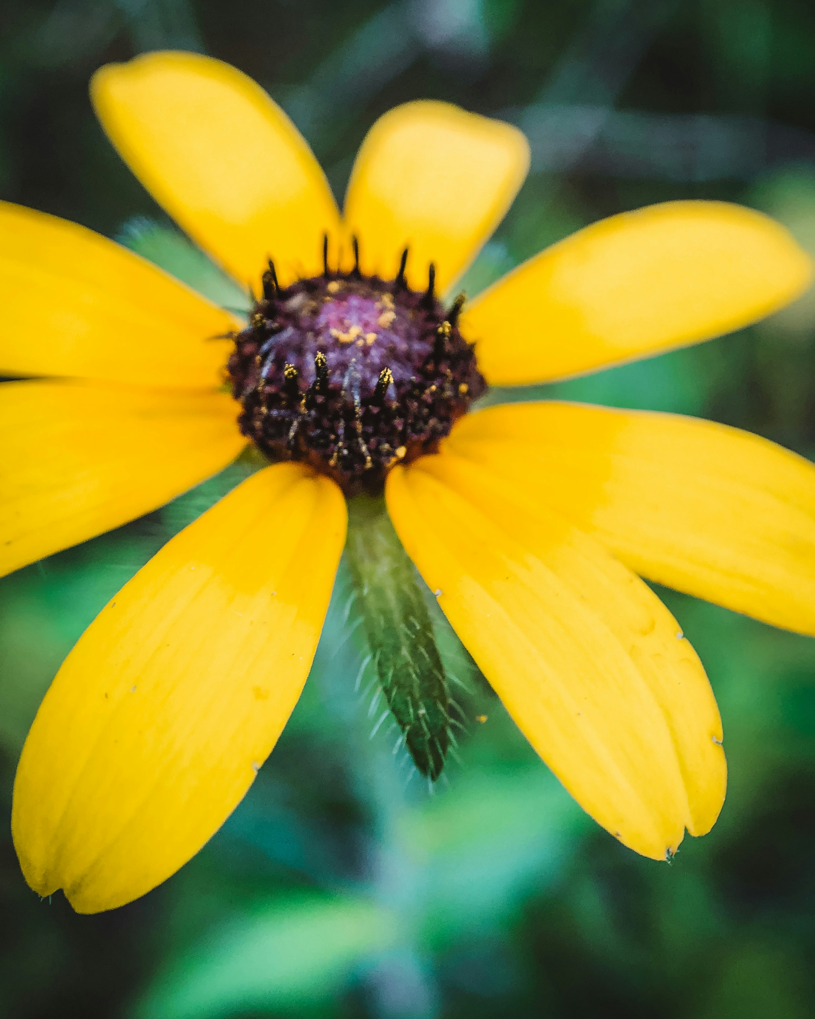 yellow flower in tilt shift lens